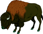 Bufalo