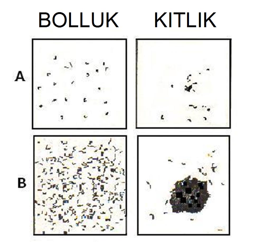 BOLLUK-KITLIK