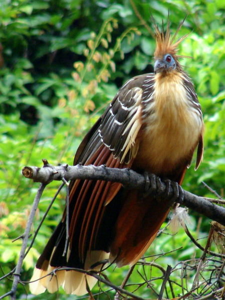 Hoatzin