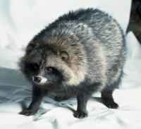 Tanuki