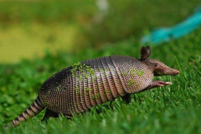 Armadillo