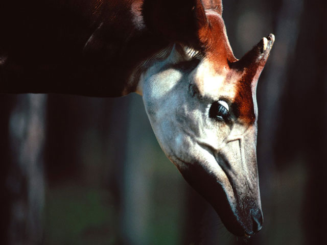 Okapi