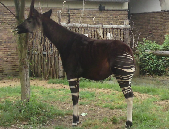 Okapi