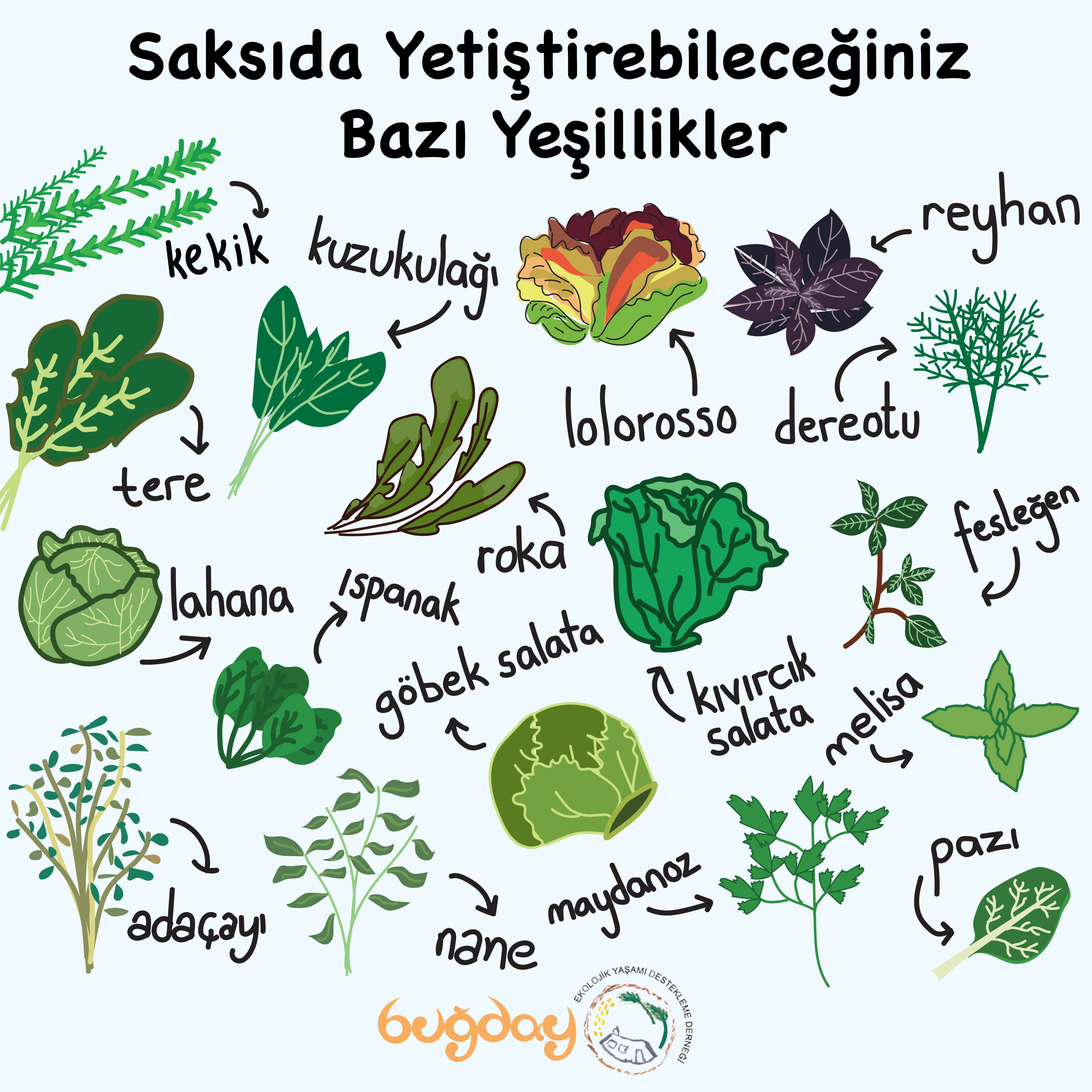 saksıda yetiştirebileceğiniz bazı sebzeler