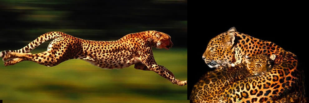 Çita-Leopar