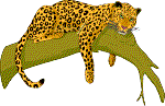 Leopar