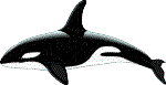 Orca